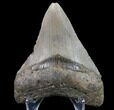 Bargain, Megalodon Tooth - North Carolina #80818-2